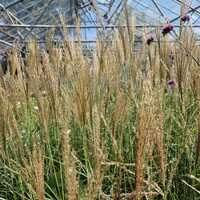 Miscanthus sin. Yakushima Dwarf