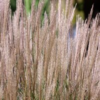 Miscanthus sin. Yakushima Dwarf