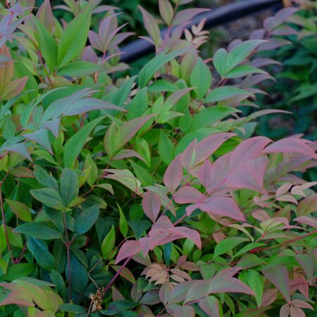 Nandina dom. Gulf Stream - image 1