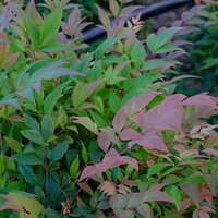 Nandina dom. Gulf Stream - image 1