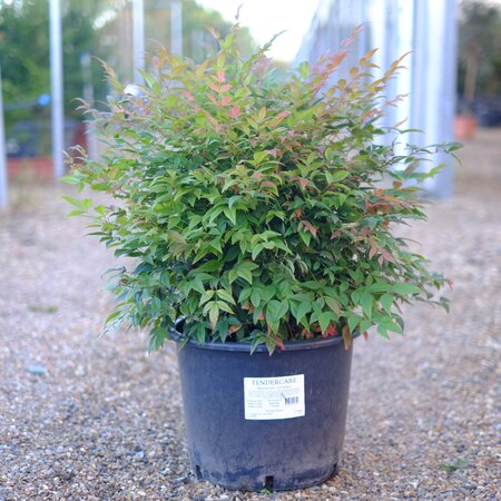 Nandina dom. Gulf Stream - image 2