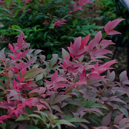 Nandina dom. Gulf Stream Rubra - image 1