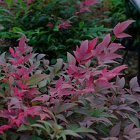 Nandina dom. Gulf Stream Rubra - image 1