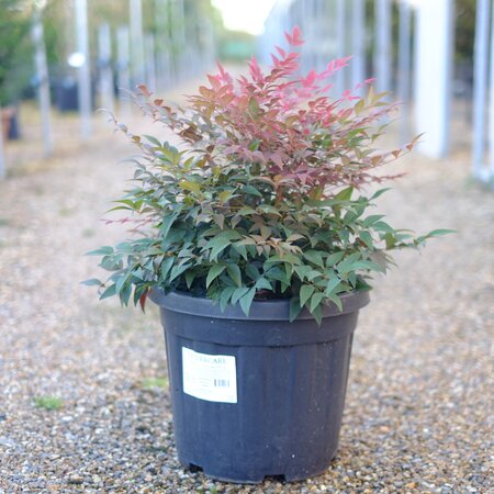 Nandina dom. Gulf Stream Rubra - image 2