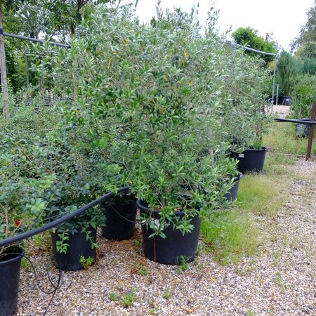 Olea europaea