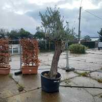 Olea europaea | Order online @ Tendercare