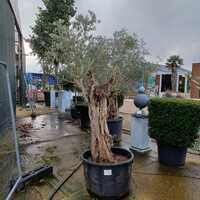 Olea europaea | Order online @ Tendercare