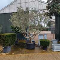 Olea europaea | Order online @ Tendercare