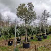Olea europaea | Order online @ Tendercare