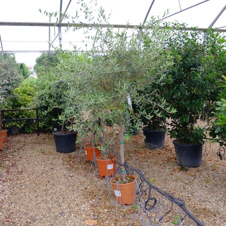 Olea europaea Cipressino