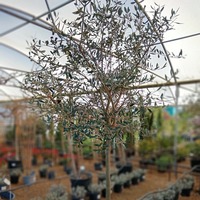 Olea europaea Frantoio