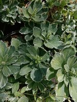 Pachysandra ter. Variegata