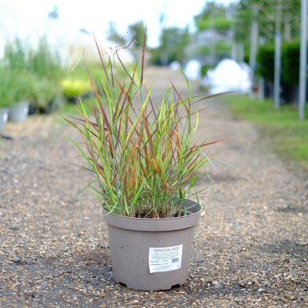 Panicum virgatum Cheyenne Sky