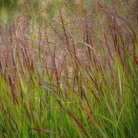 Panicum virgatum Squaw