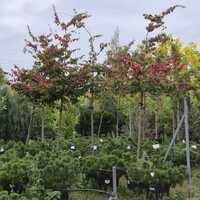 Parrotia persica
