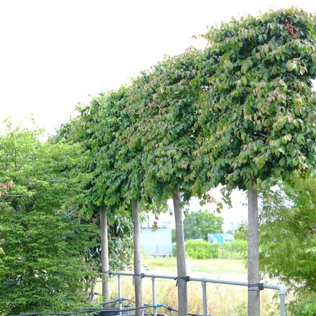 Parrotia persica Vanessa