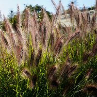 Pennisetum alop. Moudry