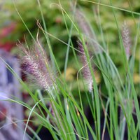 Pennisetum alop. Viridescens - image 1