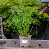 Pennisetum alop. Viridescens - image 2