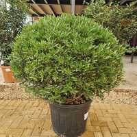 Phillyrea angustifolia