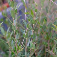 Phillyrea angustifolia - image 2