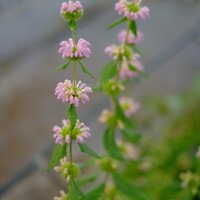 Phlomis tuberosa Amazone - image 2