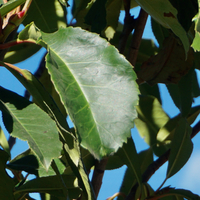Photinia serratifolia Crunchy - image 2