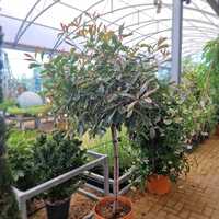 Photinia x fra. Pink Marble