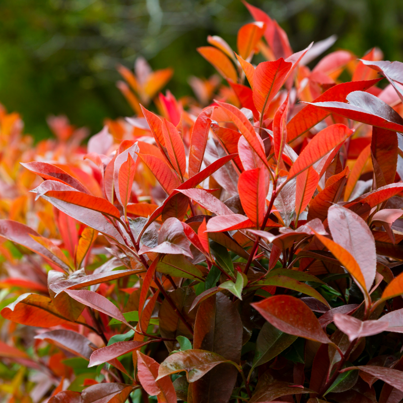 Photinia x fra. Red Robin - Tendercare