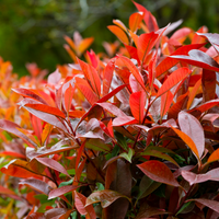 Photinia x fra. Red Robin Order online @ Tendercare