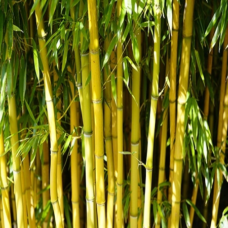 Phyllostachys aurea - Tendercare