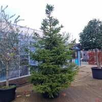 Picea abies