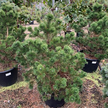 Pinus mugo Gnom - image 1
