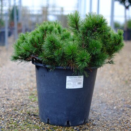 Pinus mugo subsp. mugo - image 1