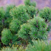 Pinus mugo subsp. mugo - image 1