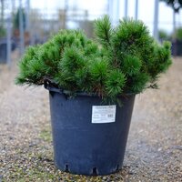 Pinus mugo subsp. mugo - image 2