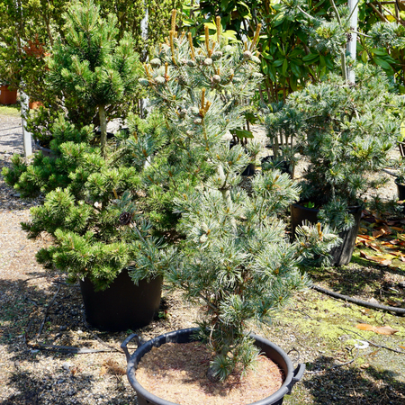Pinus parviflora Glauca - image 1
