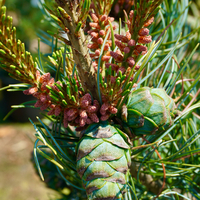 Pinus parviflora Glauca - image 2