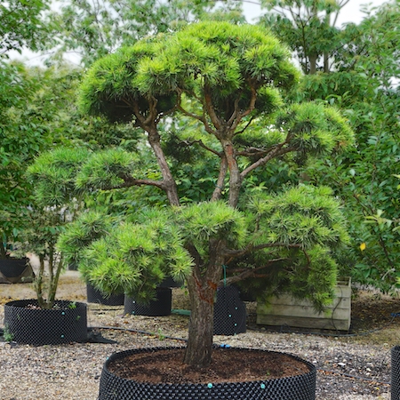 Pinus sylvestris - Tendercare