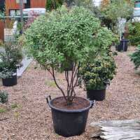 Pittosporum ten. Emerald Dome