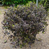 Pittosporum ten. Tom Thumb