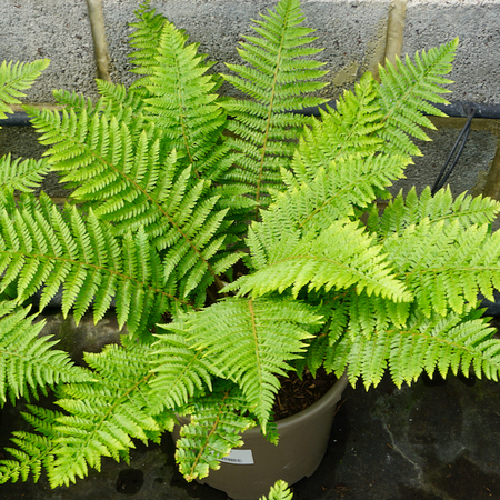 Polystichum braunii