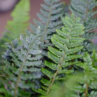 Polystichum neolobatum - image 1