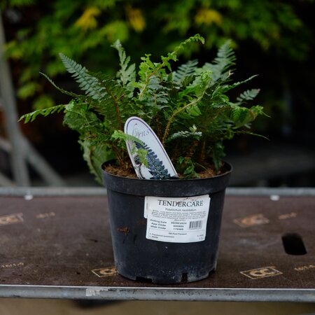 Polystichum neolobatum - image 2