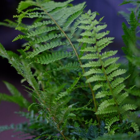 Polystichum setiferum - image 1