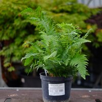 Polystichum setiferum - image 2