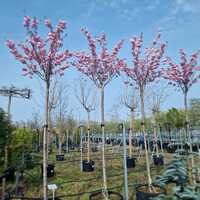 Prunus Accolade