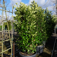 Prunus lau. Rotundifolia