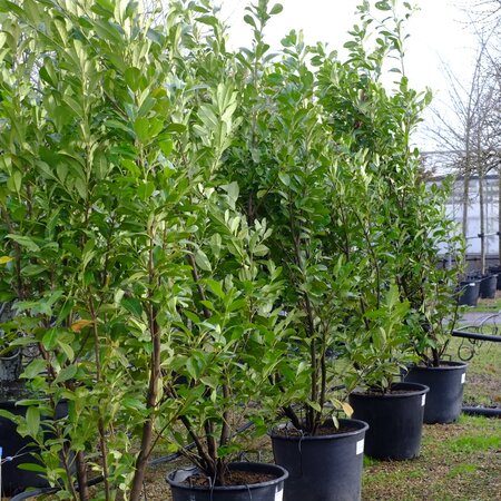 Prunus lau. Rotundifolia