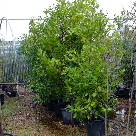 Prunus lau. Rotundifolia